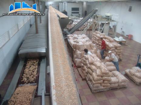 Automatizado de l�nea de producci�n de galletas capacidad 800 kg/h